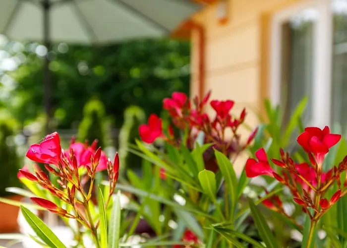 Andi ヘーヴィーズ